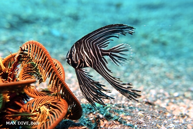 zebra batfish